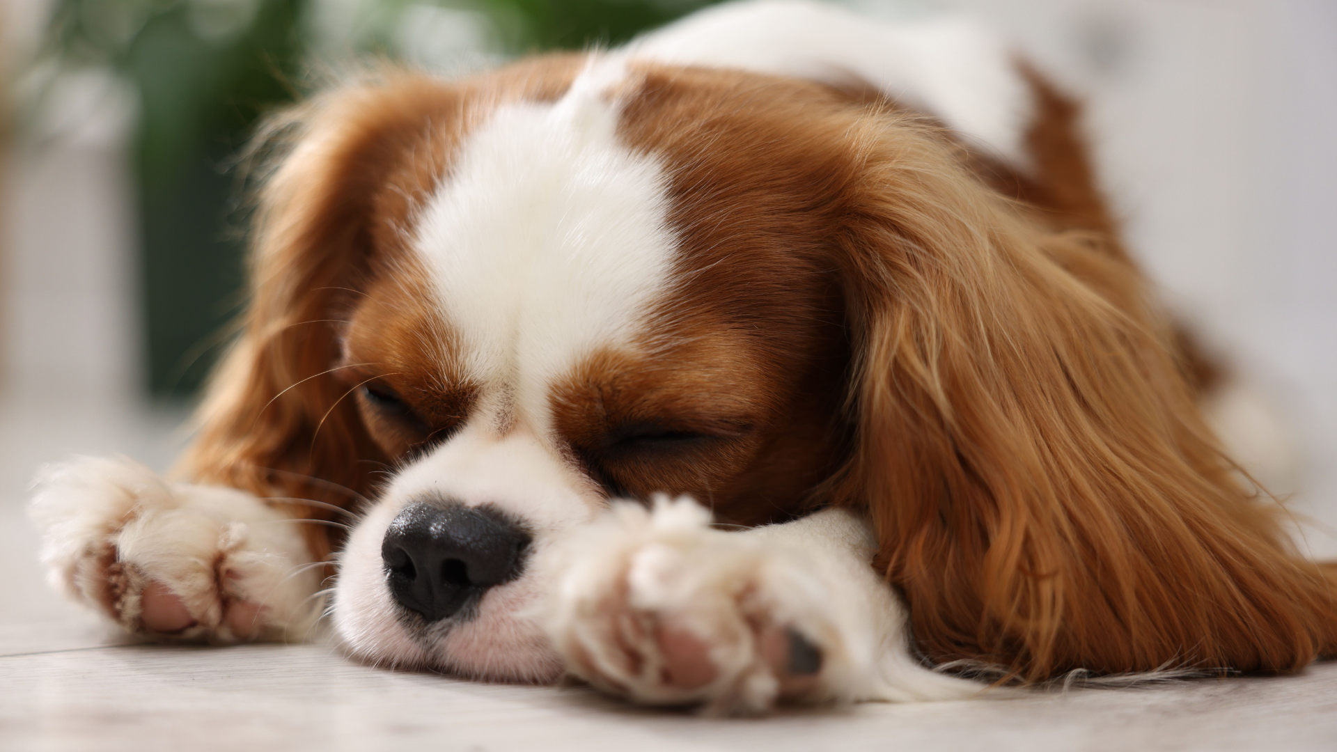 ぐったりしている犬
