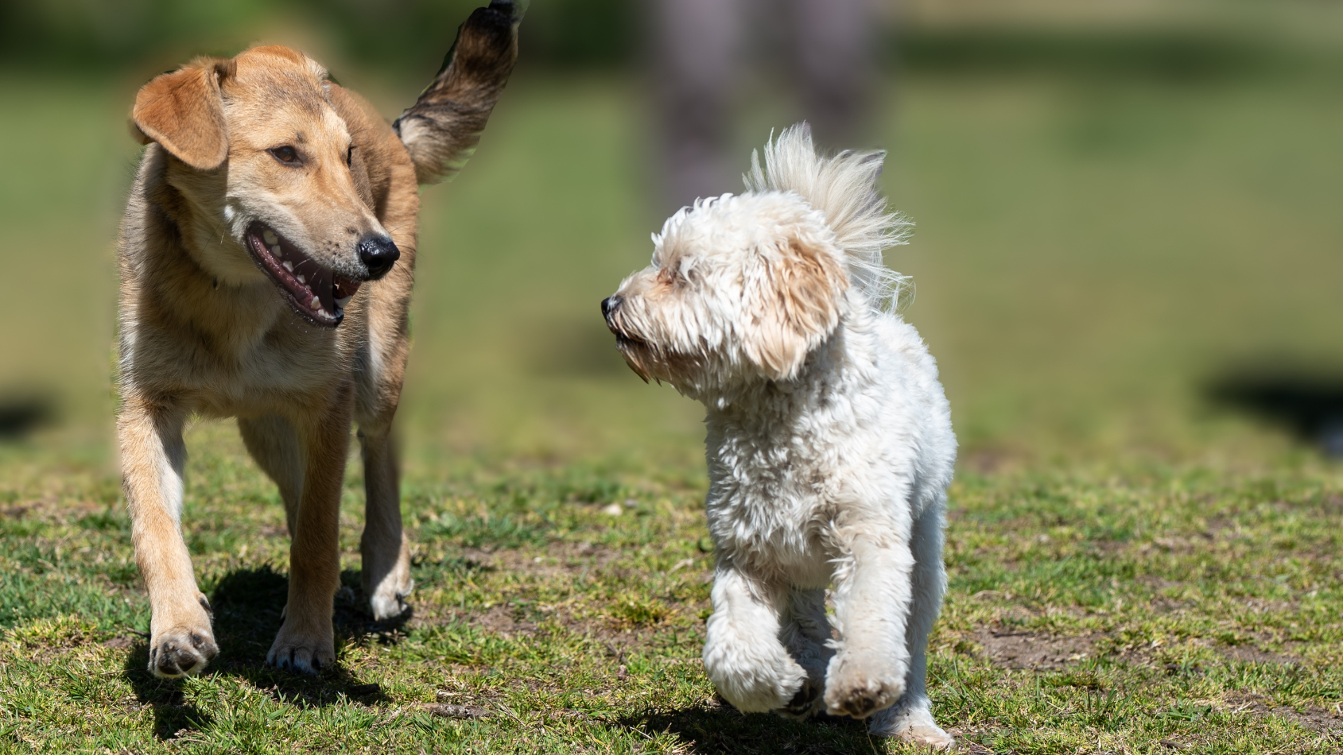 公園で触れあう二匹の犬