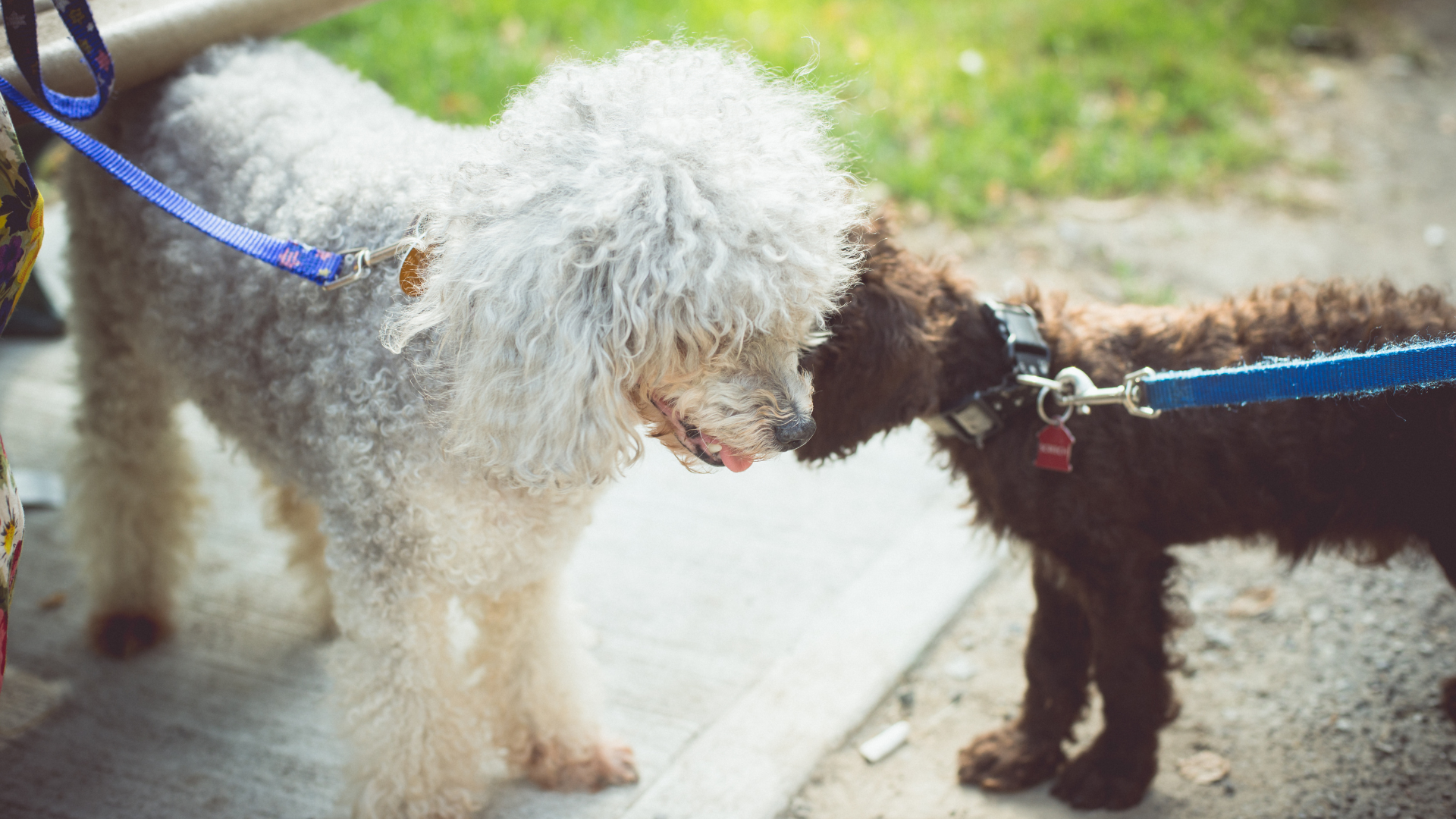 公園で触れあう犬