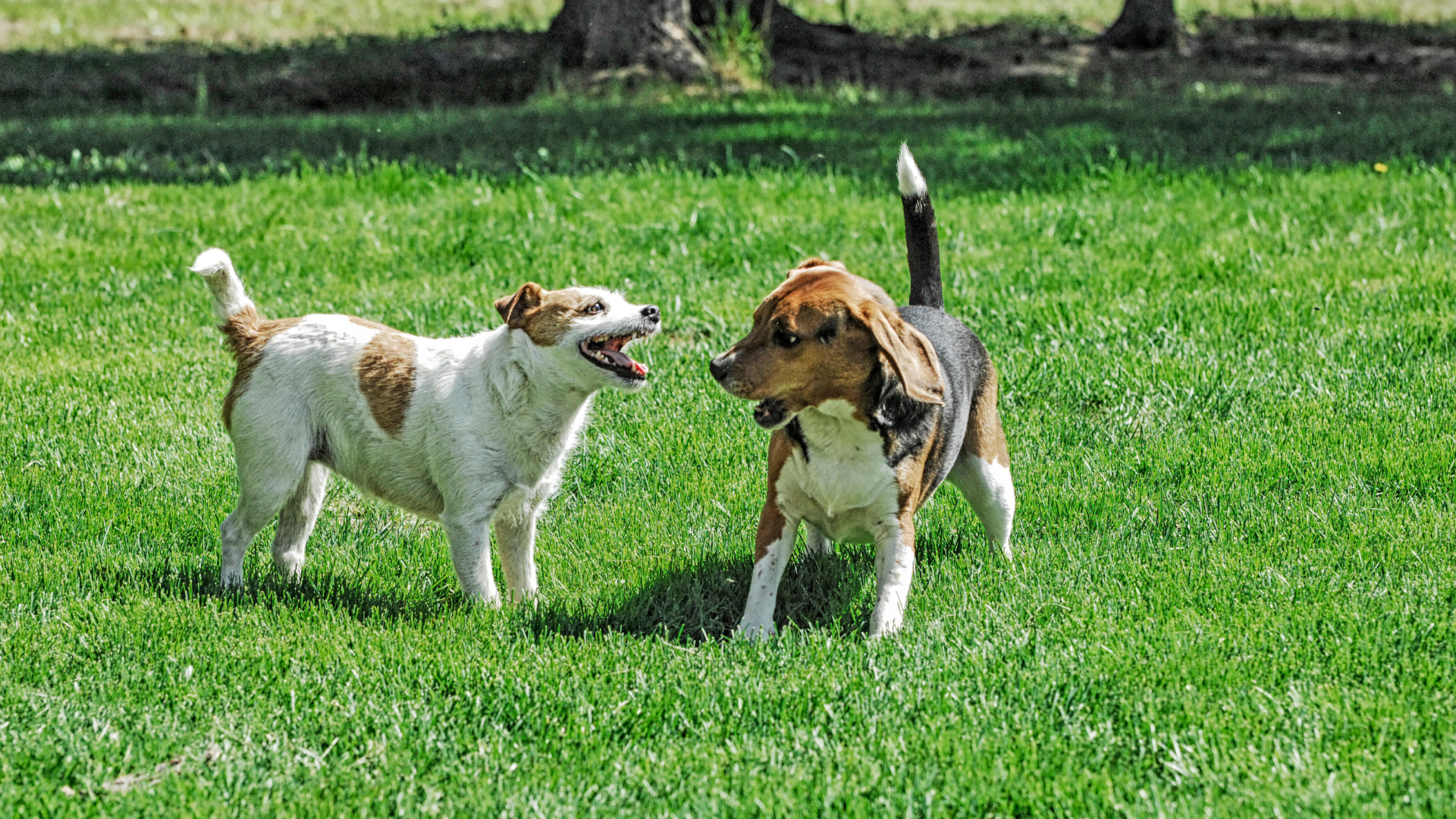 喧嘩している犬
