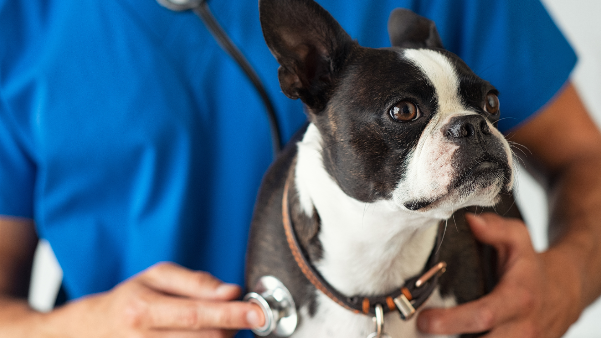健康チェックを受けている犬