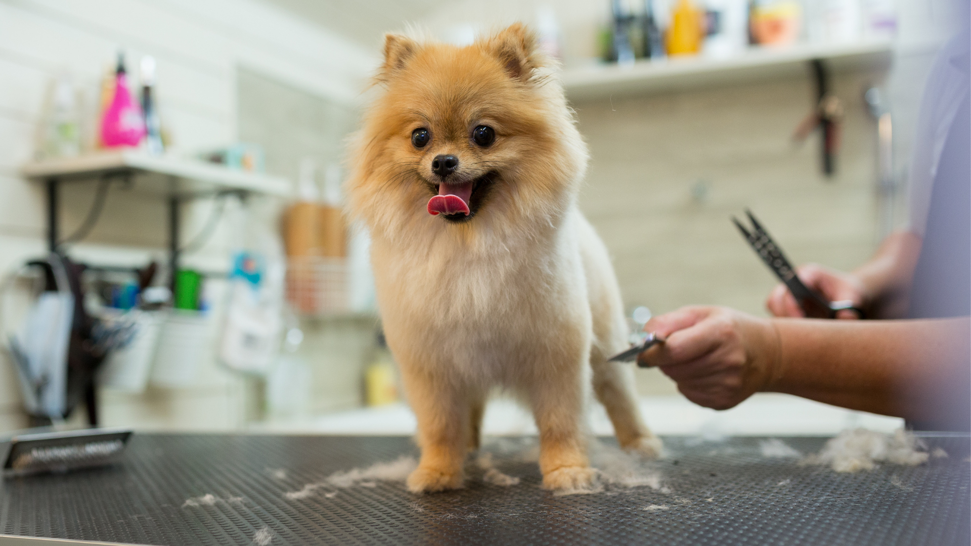 グルーミングされるポメラニアン