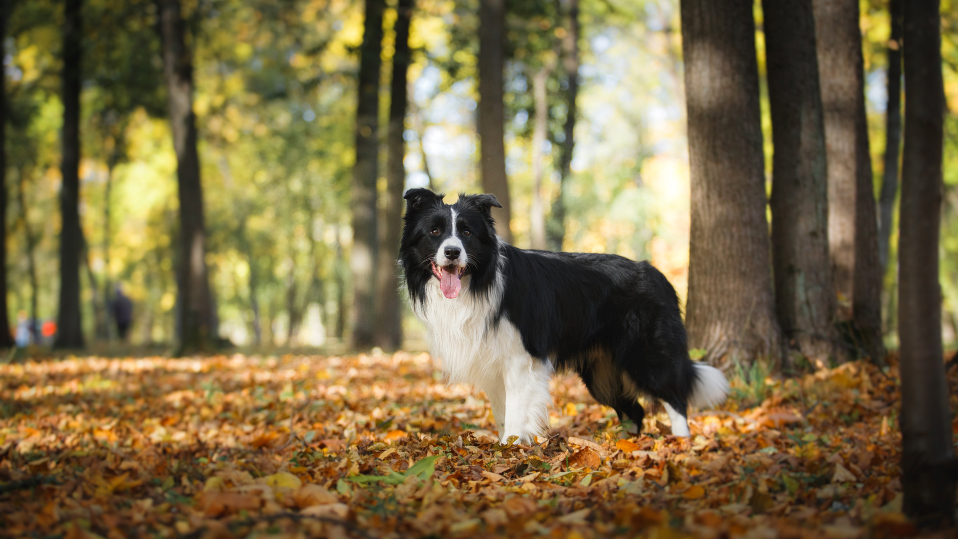 公園にいるボーダーコリー