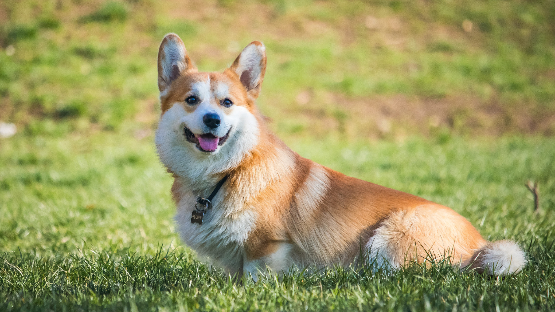 芝生の上にいるコーギー