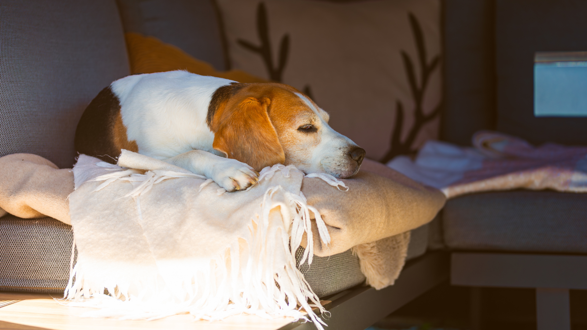 ソファで寝ているビーグル