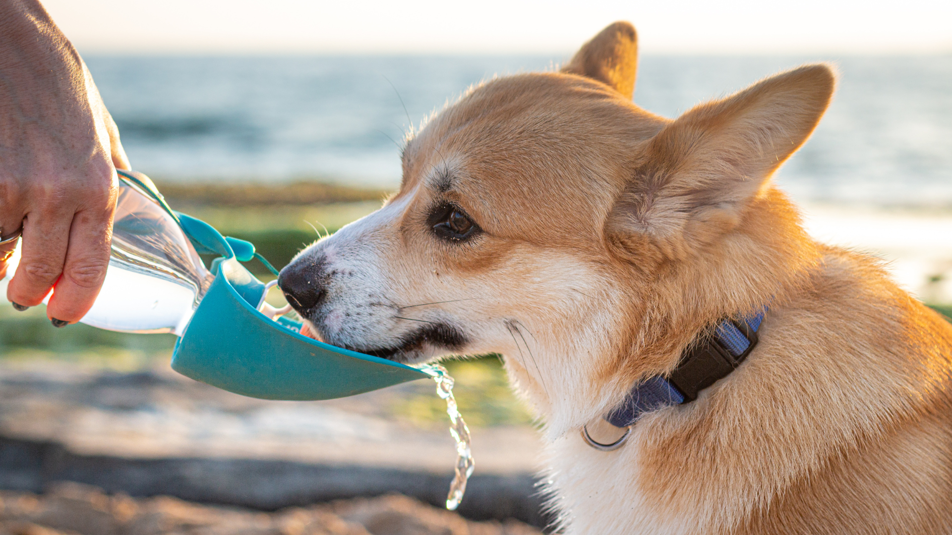 水を飲む犬