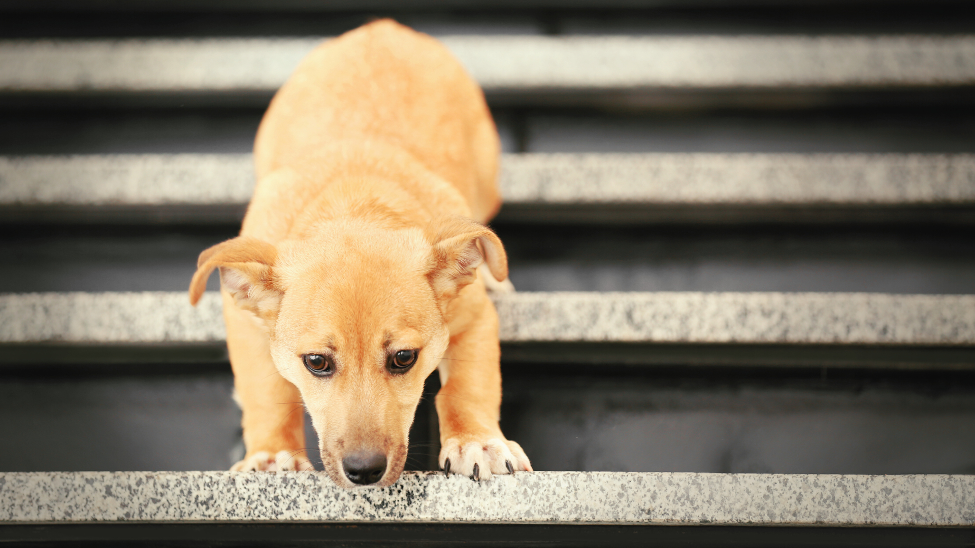 階段を下りている犬