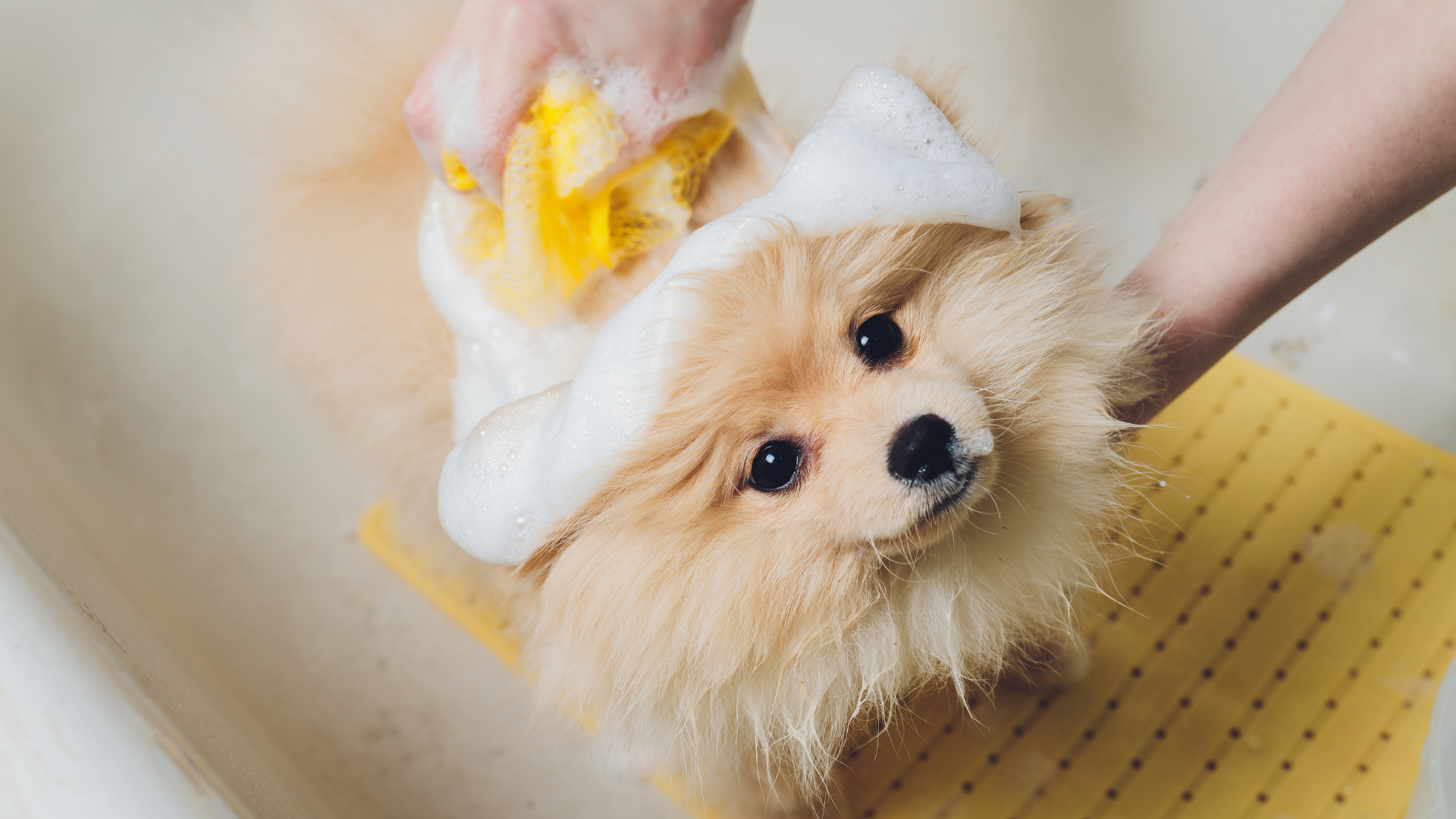 シャンプーされているポメラニアン