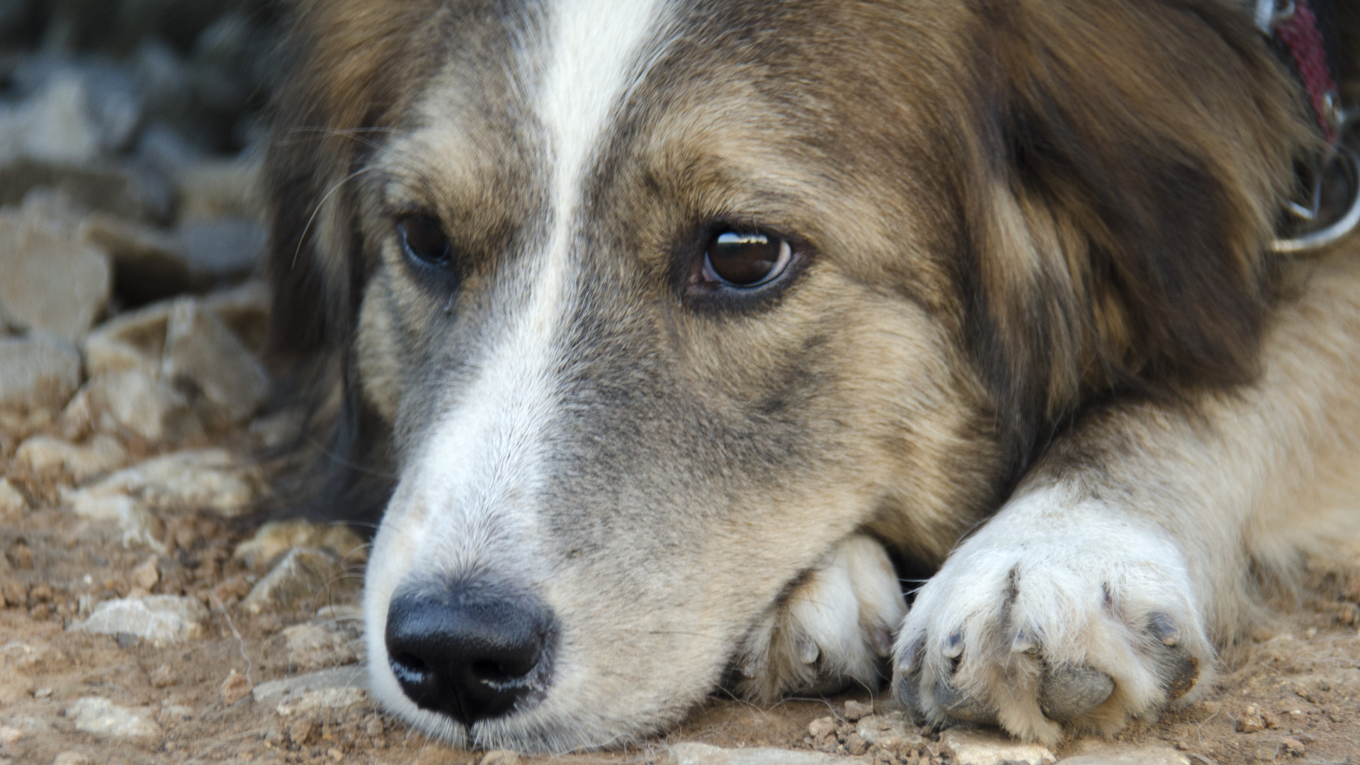 悲しそうな犬