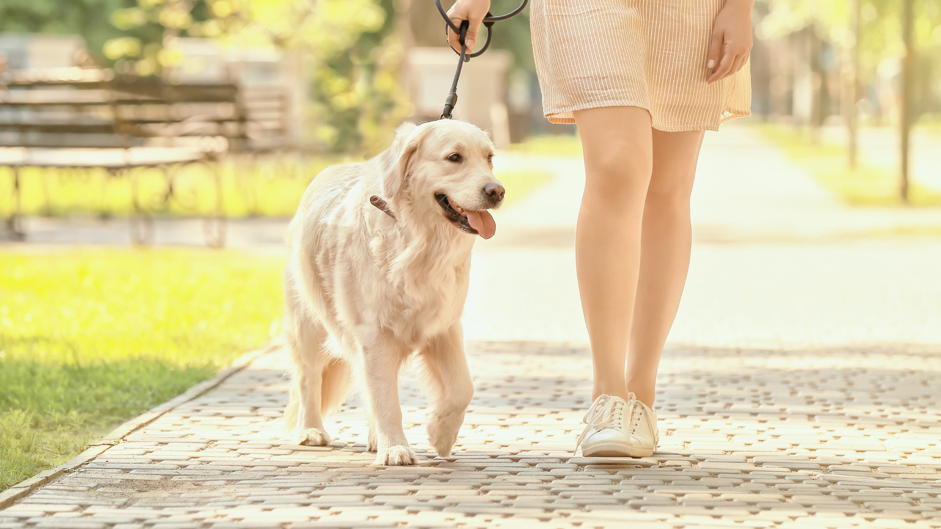 散歩している犬