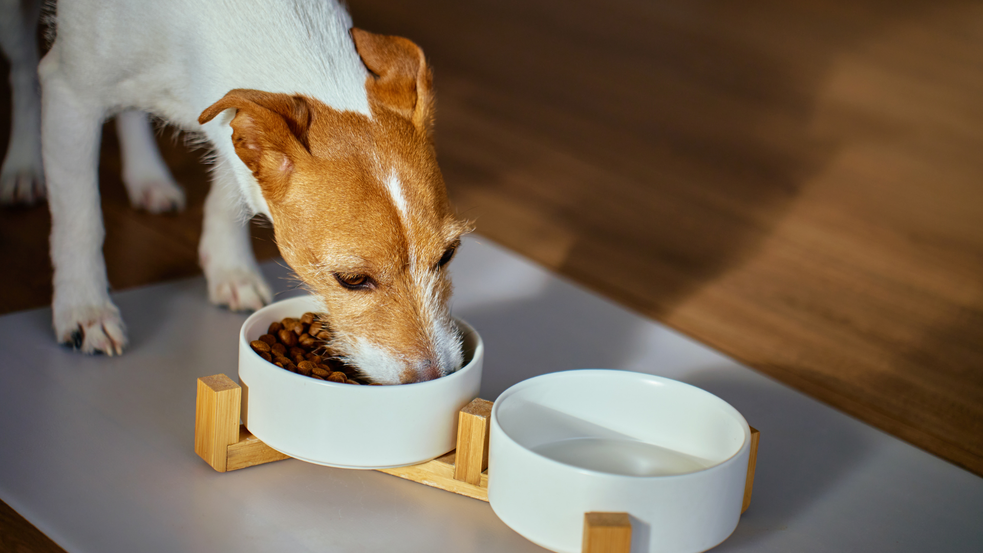 食事をしている犬