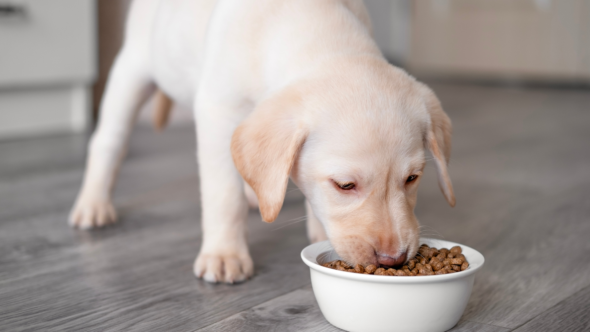 ドッグフードを食べている犬