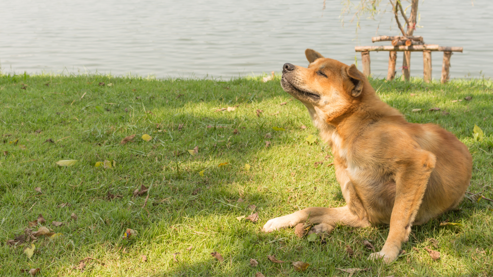 皮膚をかいている犬