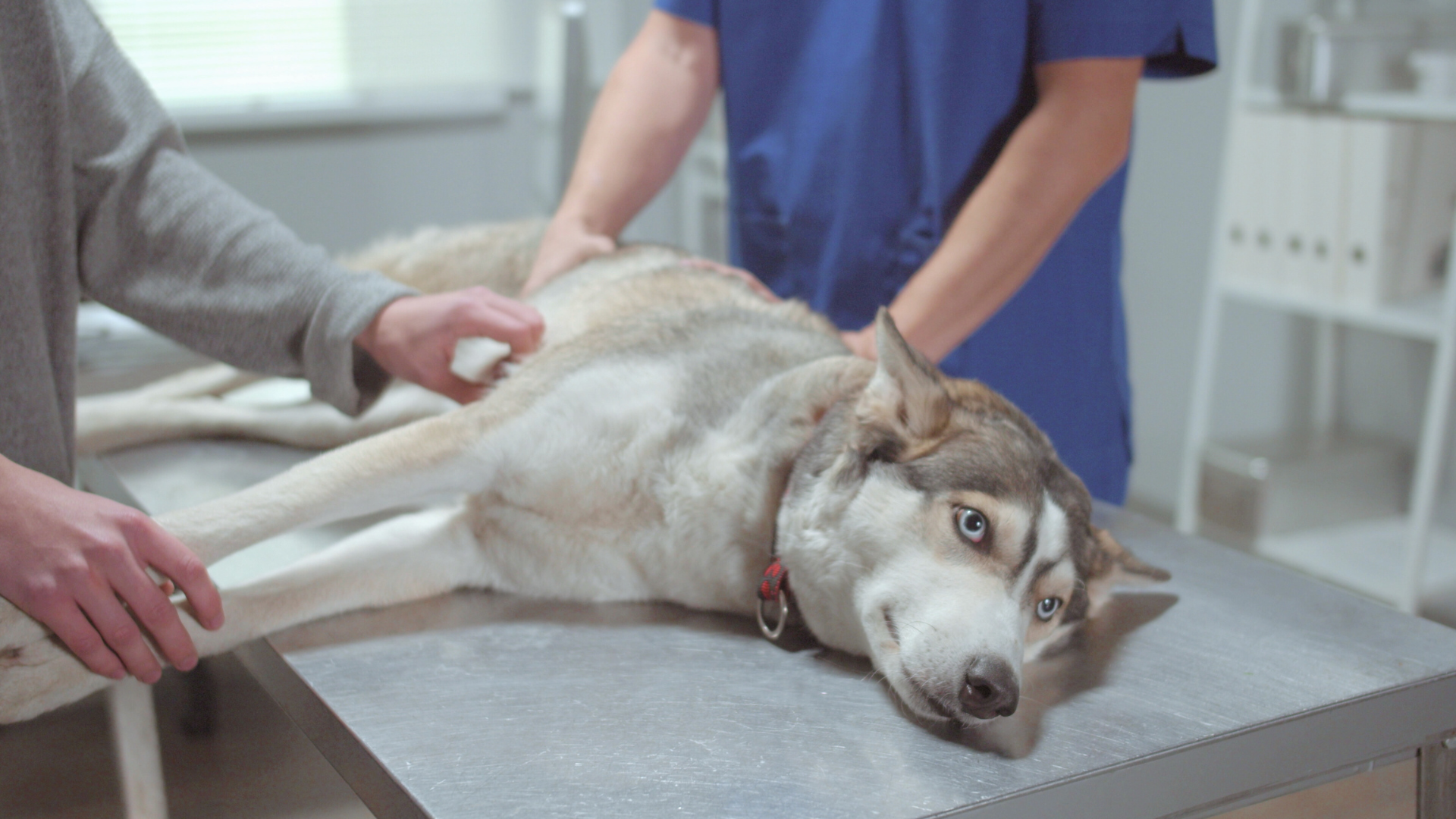 動物病院で診察されている犬