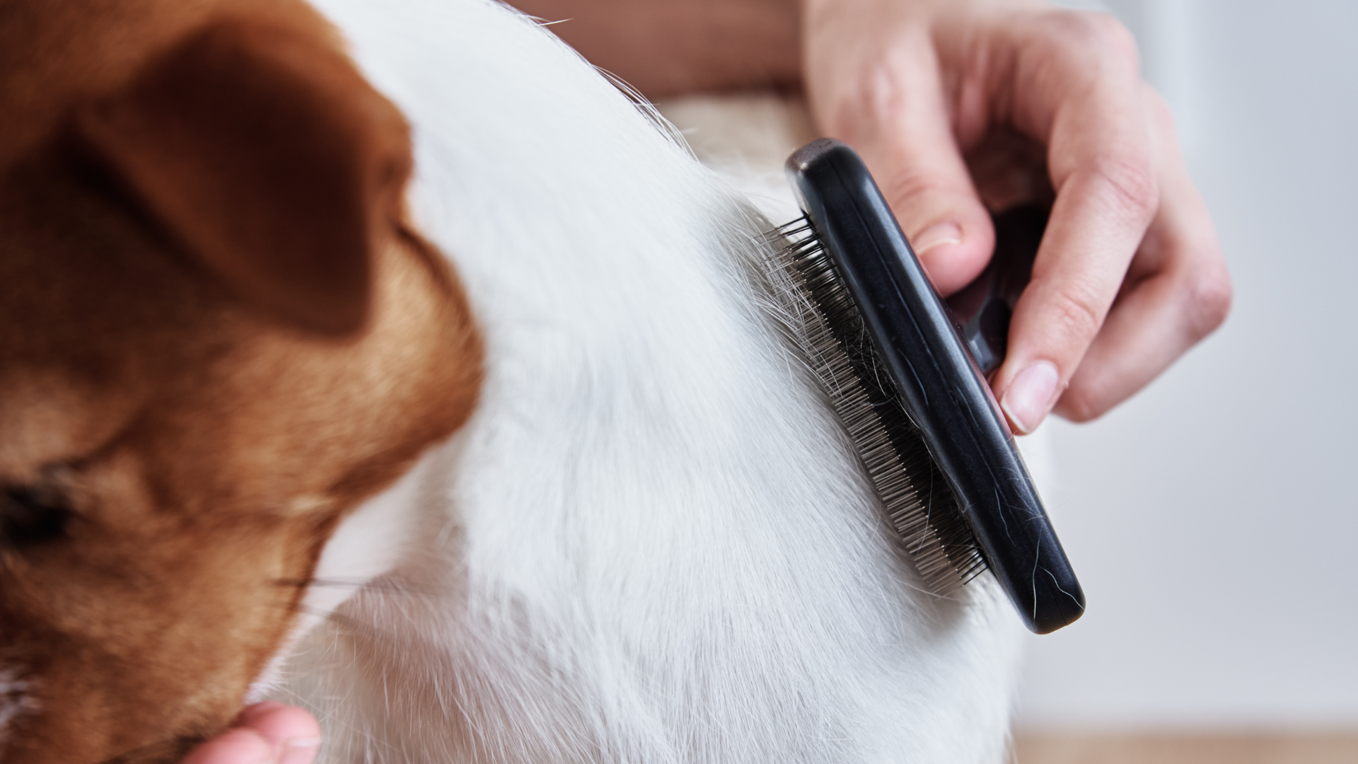 ブラッシングされている犬