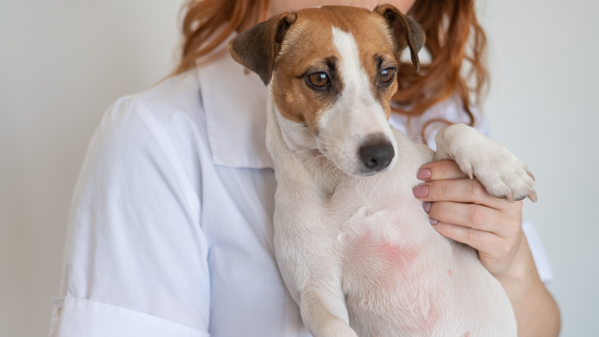 獣医師に皮膚炎を診察されている犬