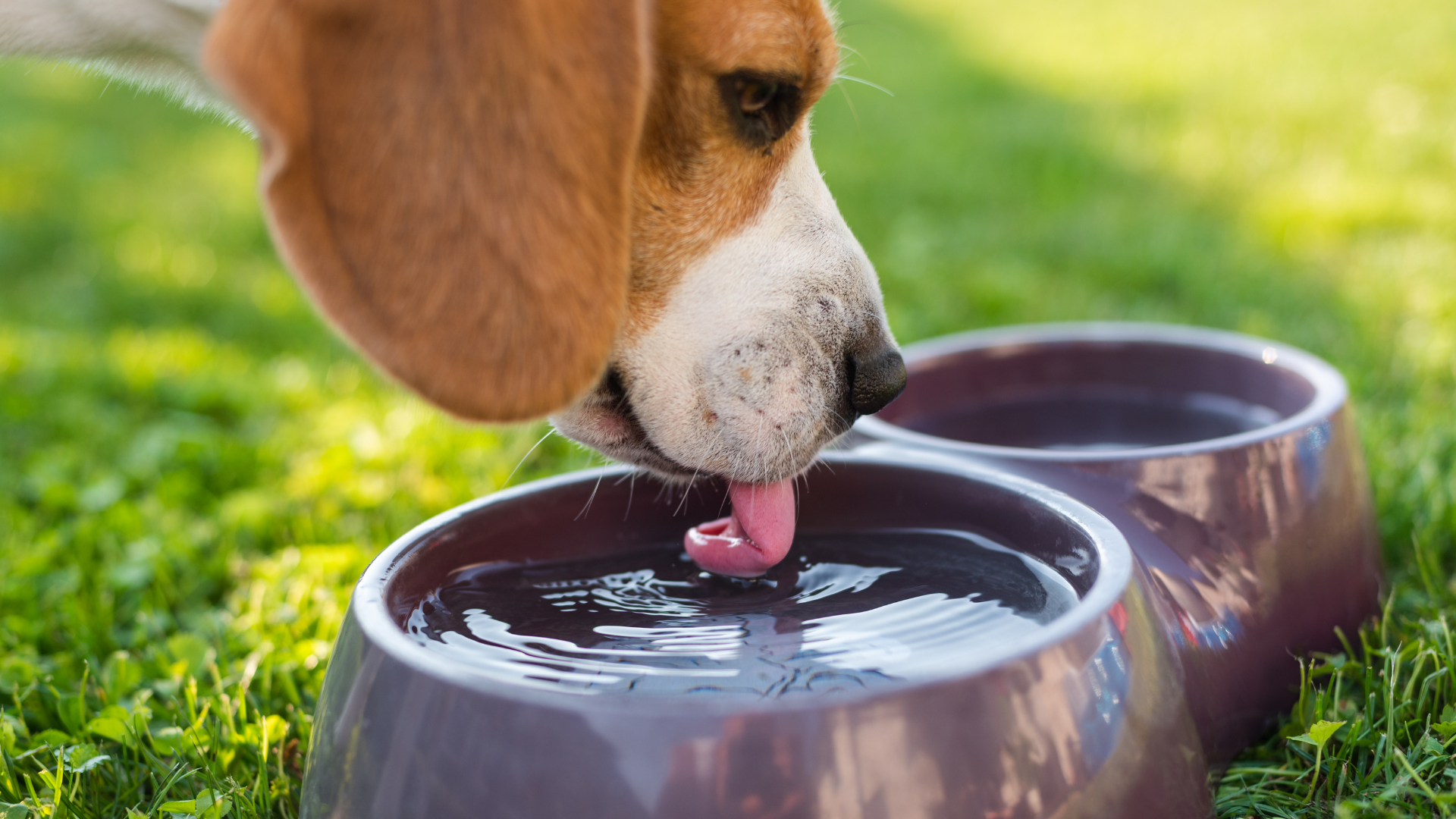 水分補給をする犬