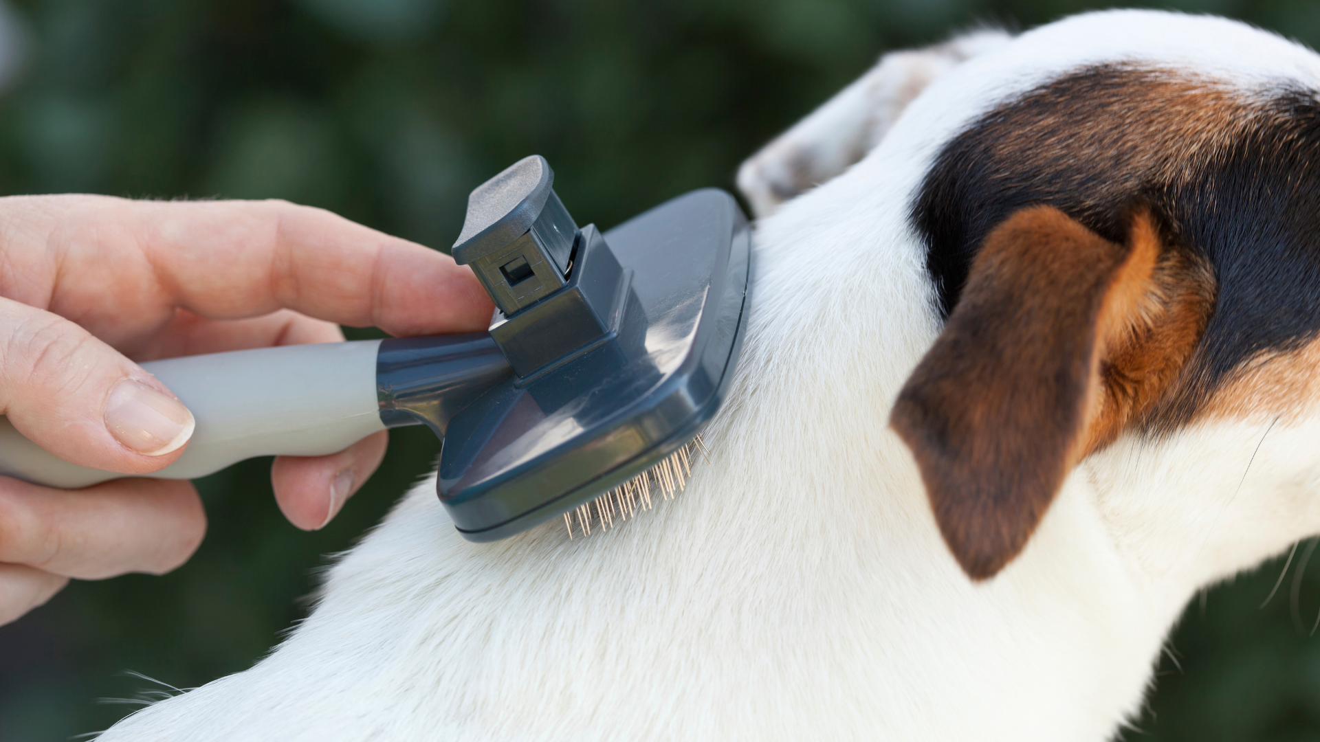 ブラッシングをされている犬