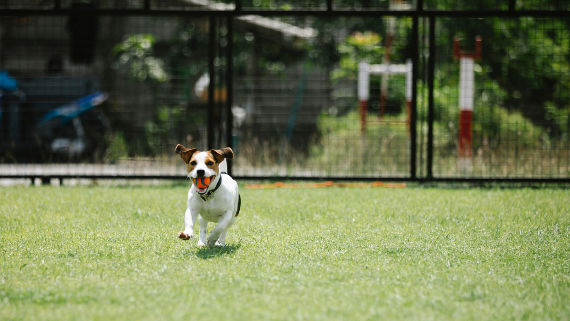 庭を走り回る犬