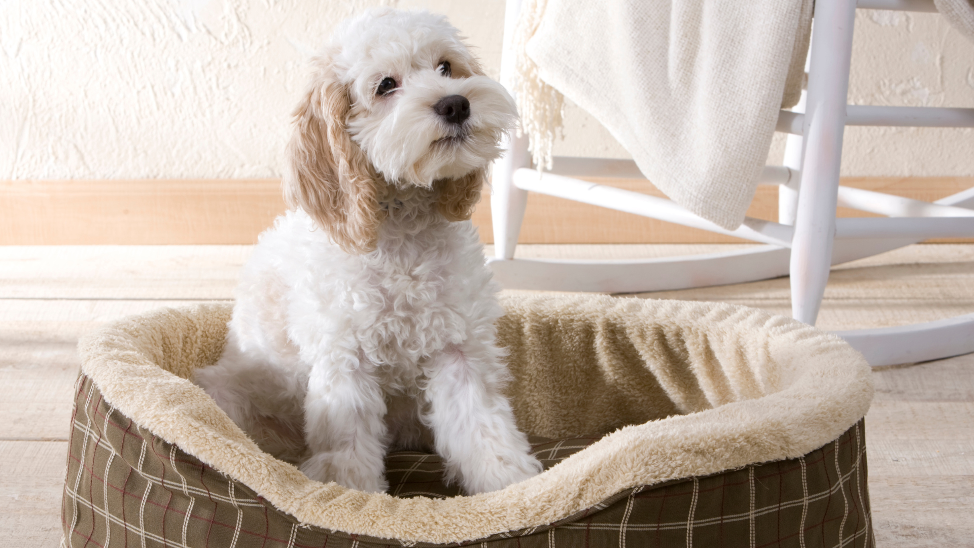 ベッドで休んでいる犬